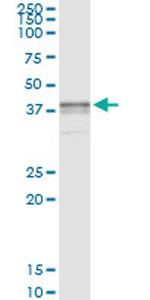 BST1 Antibody in Immunoprecipitation (IP)