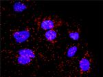 BUB1B Antibody in Proximity Ligation Assay (PLA) (PLA)