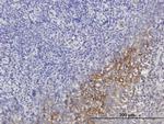 SERPING1 Antibody in Immunohistochemistry (Paraffin) (IHC (P))