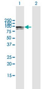 C2 Antibody in Western Blot (WB)