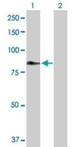 C2 Antibody in Western Blot (WB)