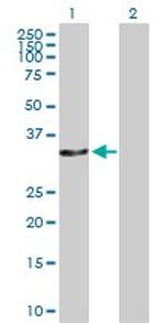 CAMLG Antibody in Western Blot (WB)