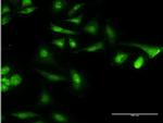 CAMLG Antibody in Immunocytochemistry (ICC/IF)