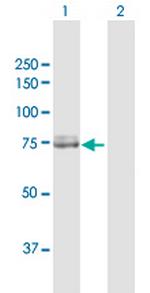 CAPN2 Antibody in Western Blot (WB)