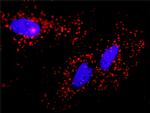 CASP3 Antibody in Proximity Ligation Assay (PLA) (PLA)