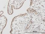 RUNX1 Antibody in Immunohistochemistry (Paraffin) (IHC (P))