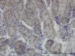 RUNX1 Antibody in Immunohistochemistry (Paraffin) (IHC (P))