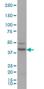 RUNX1 Antibody in Western Blot (WB)