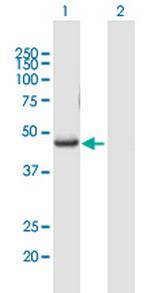 RUNX3 Antibody in Western Blot (WB)