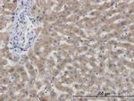 CBS Antibody in Immunohistochemistry (Paraffin) (IHC (P))