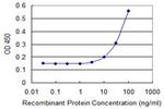 CCBL1 Antibody in ELISA (ELISA)