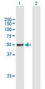 CCNA2 Antibody in Western Blot (WB)