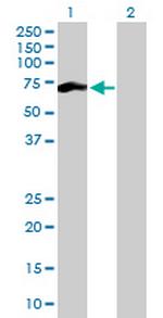 CCNB1 Antibody in Western Blot (WB)