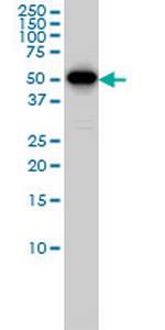 CCNB1 Antibody in Western Blot (WB)