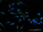 CCND2 Antibody in Immunocytochemistry (ICC/IF)