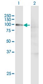 CCNT1 Antibody in Western Blot (WB)