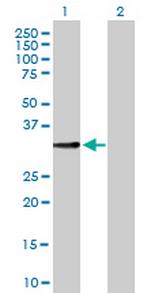 CD79B Antibody in Western Blot (WB)