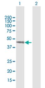 SEPT7 Antibody in Western Blot (WB)