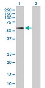 CDC20 Antibody in Western Blot (WB)