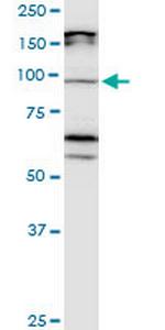 CDH11 Antibody in Western Blot (WB)