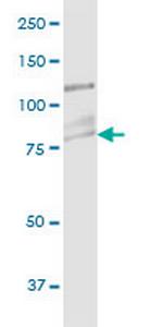 CDH11 Antibody in Western Blot (WB)