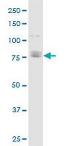 CDH11 Antibody in Western Blot (WB)