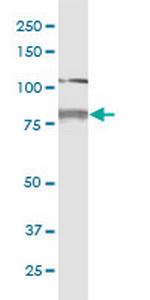 CDH11 Antibody in Western Blot (WB)