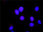 CDK2 Antibody in Proximity Ligation Assay (PLA) (PLA)