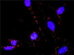 CDK2 Antibody in Proximity Ligation Assay (PLA) (PLA)