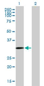 CDO1 Antibody in Western Blot (WB)