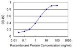 CHUK Antibody in ELISA (ELISA)