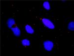 CHUK Antibody in Proximity Ligation Assay (PLA) (PLA)