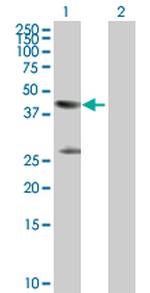 CKM Antibody in Western Blot (WB)