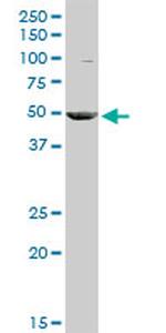 CKM Antibody in Western Blot (WB)