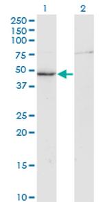 CKM Antibody in Western Blot (WB)