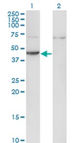 CKM Antibody in Western Blot (WB)