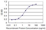 CKMT1B Antibody in ELISA (ELISA)