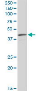 CNN3 Antibody in Western Blot (WB)