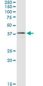 CNN3 Antibody in Western Blot (WB)