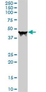 CPA1 Antibody in Western Blot (WB)