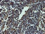 CREB1 Antibody in Immunohistochemistry (Paraffin) (IHC (P))