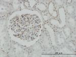 CREB1 Antibody in Immunohistochemistry (Paraffin) (IHC (P))