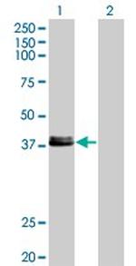 CREB1 Antibody in Western Blot (WB)