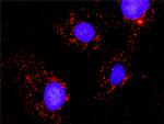 CRKL Antibody in Proximity Ligation Assay (PLA) (PLA)