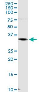 CRKL Antibody in Western Blot (WB)