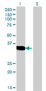 CRX Antibody in Western Blot (WB)