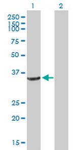 CRYZ Antibody in Western Blot (WB)