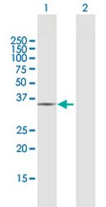 CRYZ Antibody in Western Blot (WB)