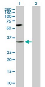 MAPK14 Antibody in Western Blot (WB)