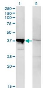 MAPK14 Antibody in Western Blot (WB)